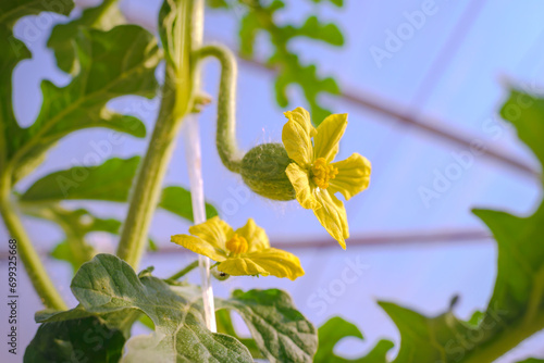 Male and female watermelon flower in the greenhouse.