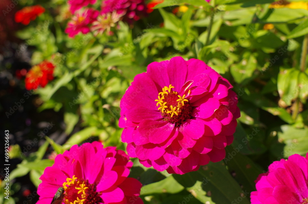 Obraz premium 庭で咲くピンク色の綺麗な花