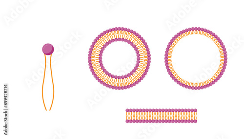 Liposome, Micelle and Bilayer structure. Phospholipid with hydrophilic head and hydrophobic tails. Drug encapsulation. Vector illustration.