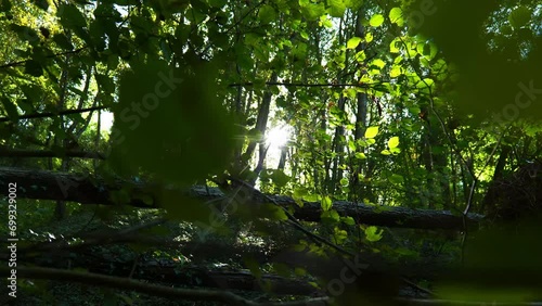 Soleil dans la forêt