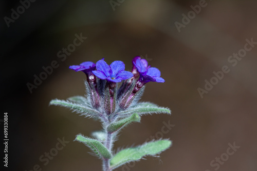 Alkanna macrophylla, Boraginaceae, endemic plant with blue flowers in Turkey. photo