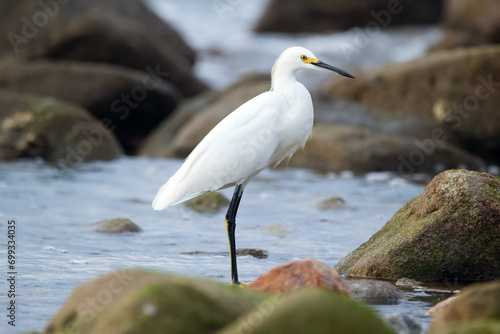 White snowy egret is standing in water among mossy rocks.