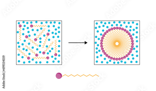 Micelle Structure, Soap Molecule, Micelle Formation. Vector illustration.	