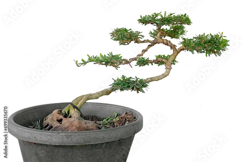 Antidesma acidum or Linh sam in bonsai style photo