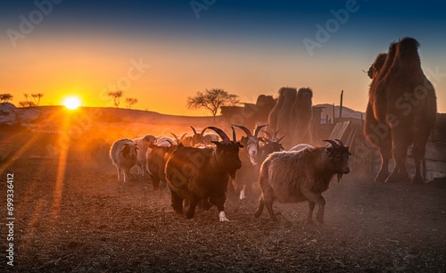 Sunset time in the nomadic family. Bulgan Province, Mongolia, Asia photo