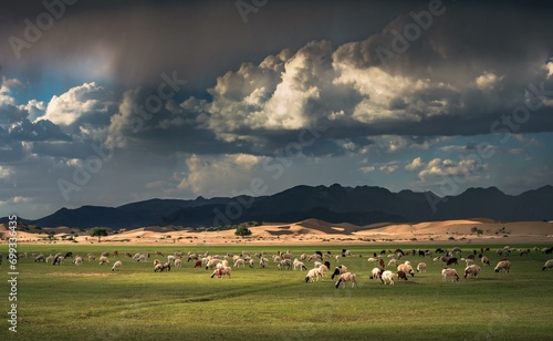 Steppe landscape, flock of sheep Mongolia, Mongolia, Asia photo