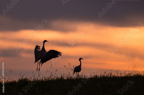 The grey cranes (Grus) dance in the morning. Dornod Province. Mongolia