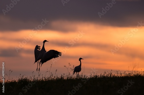 The grey cranes (Grus) dance in the morning. Dornod Province. Mongolia photo