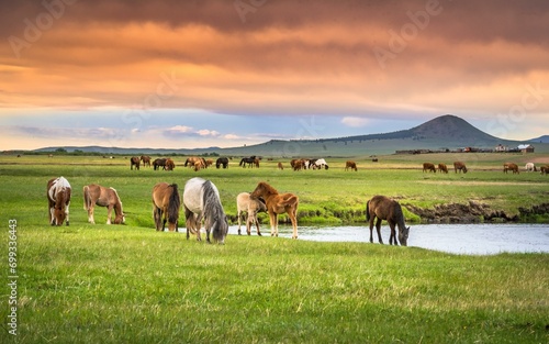 Horses grazing on the banks of the stream in summer. Dornod Province, Mongolia, Asia photo