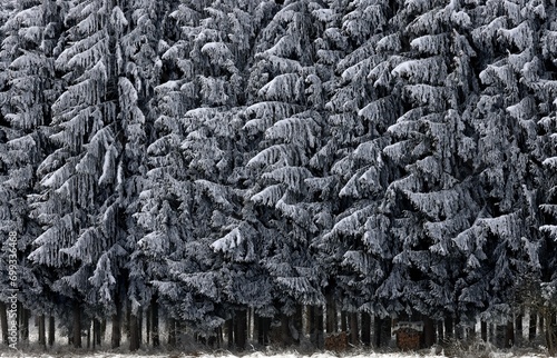 Spruce forest in winter, hoarfrost and snow create a strongly graphic effect, Upper Bavaria, Bavaria, Germany, Europe photo