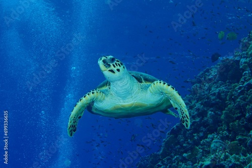 Hawksbill sea turtle (Eretmochelys imbricata) swimming on steep wall. Dive site Elphinstone Reef, Egypt, Red Sea, Africa photo