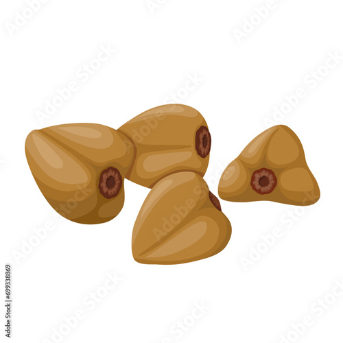 Vector illustration, Buckwheat
or horse wheat, scientific name Fagopyrum esculentum, isolated on white background.