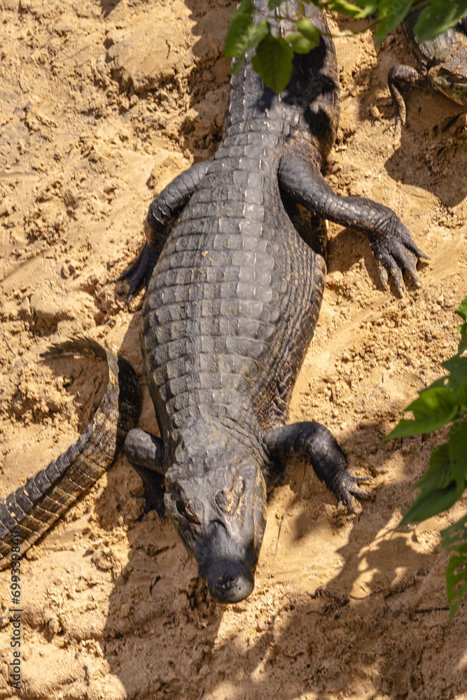 Fototapeta premium Jacaré na cidade de Corumbá, região do Pantanal Sul, Estado do Mato Grosso do Sul, Brasil