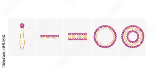 Liposome, Micelle monolayer and bilayer structure. Phospholipid with hydrophilic head and hydrophobic tails. Drug encapsulation. Vector illustration.