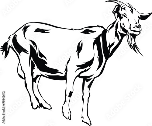 Cartoon Black and White Isolated Illustration Vector Of A Horned Billy Goat 