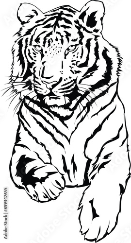 Fototapeta Naklejka Na Ścianę i Meble -  Cartoon Black and White Isolated Illustration Vector Of A Tiger Laying Down