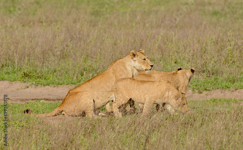 Lioness with cubs (scientific name: Panthera leo, or "Simba" in Swaheli) in the Serengeti/Tarangire, Lake Manyara, Ngorogoro National park, Tanzania