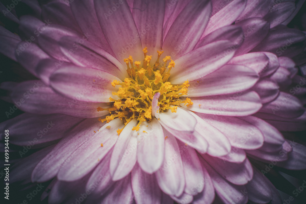 Delicate pink chrysanthemum with dew drops on the petals