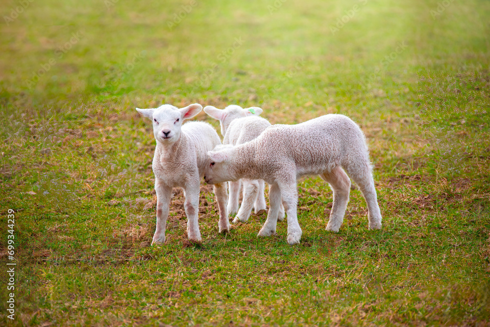 Three new born lambs in springtime at the farm Three new born lambs in springtime at the farm