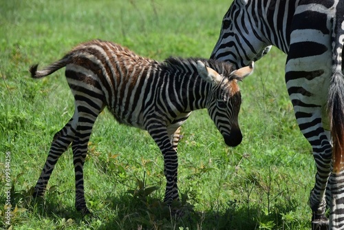 zebra in the grass