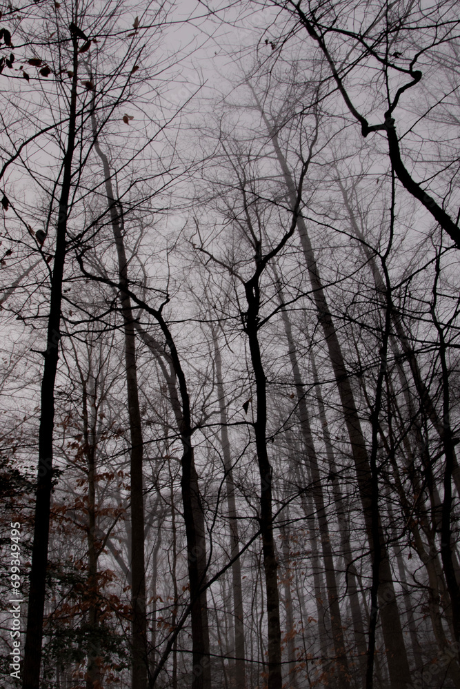Winter forest on a foggy day, with fallen trees, bare branches, and a gloomy mood. Winter forest on a foggy day, with fallen trees, bare branches, and a gloomy mood.