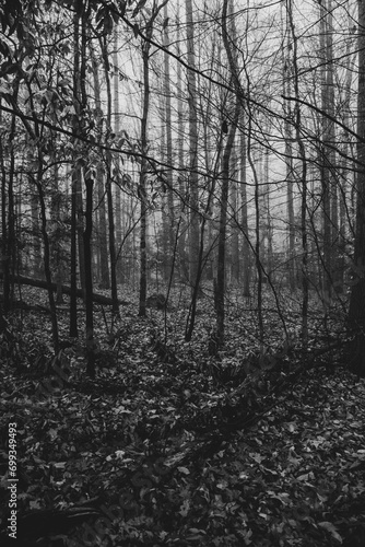 Winter forest on a foggy day, with fallen trees, bare branches, and a gloomy mood. 