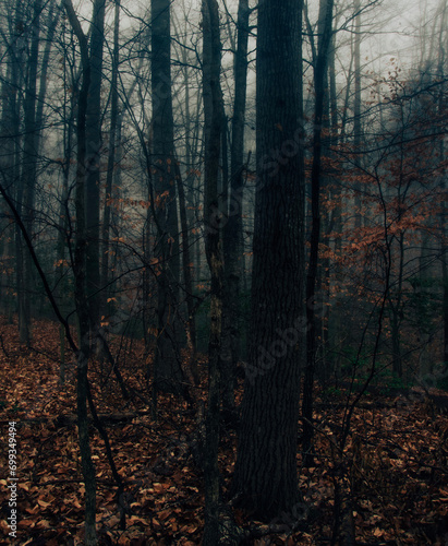 Winter forest on a foggy day, with fallen trees, bare branches, and a gloomy mood.  