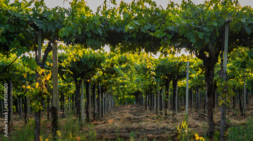 Young vineyard in Italy, Marche region - wine grapes are coming