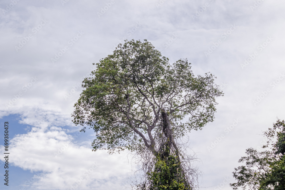 Obraz premium paisagem natural na cidade de Corumbá, região do Pantanal Sul, Estado do Mato Grosso do Sul, Brasil