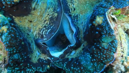 조개 껍질을 벌리고 입수관과 출수관이 보이는 푸른 바닷속 대왕조개 photo