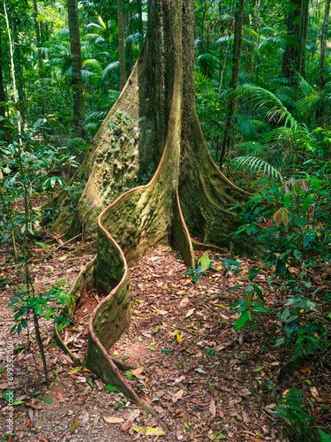 tree in the rainforest with buttress roots