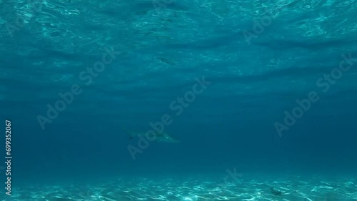 Wallpaper Mural 햇살이 비치는 태평양의 푸른 바다 밑에서 커다란 상어 한 마리가 꼬리를 흔들며 유영하고있는 Torontodigital.ca