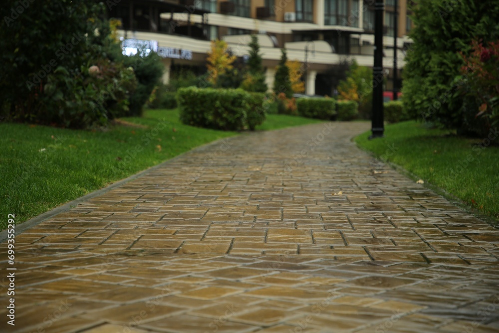 Fototapeta premium Wet pavement and green plants in residential area after rain