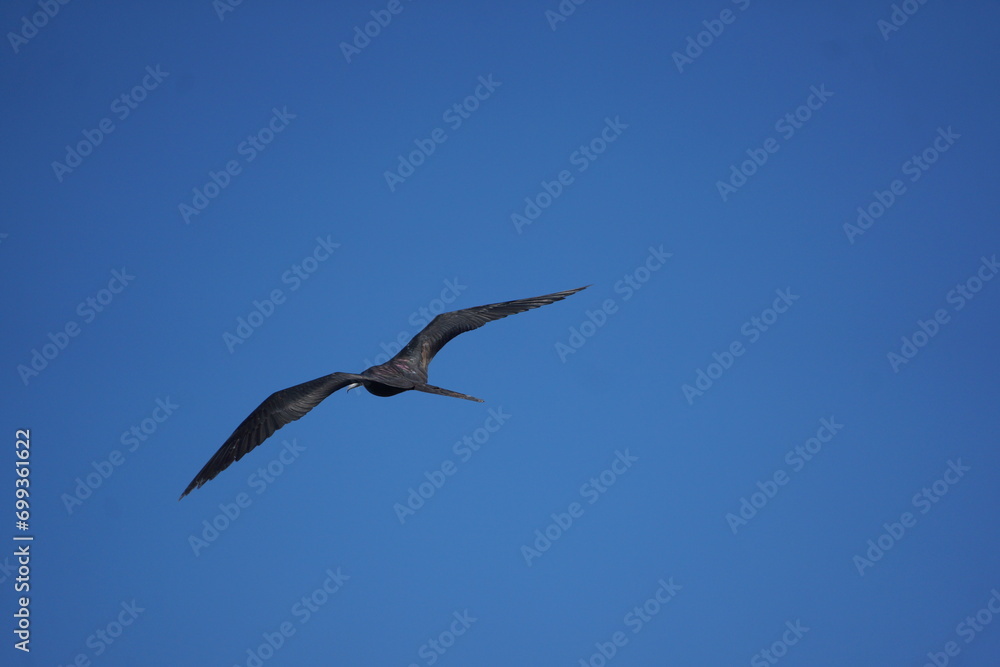 Seabird with sharp wings gliding through sky, blue sky Seabird with sharp wings gliding through sky, blue sky