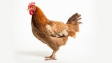 Chicken looking forward full body on a white background