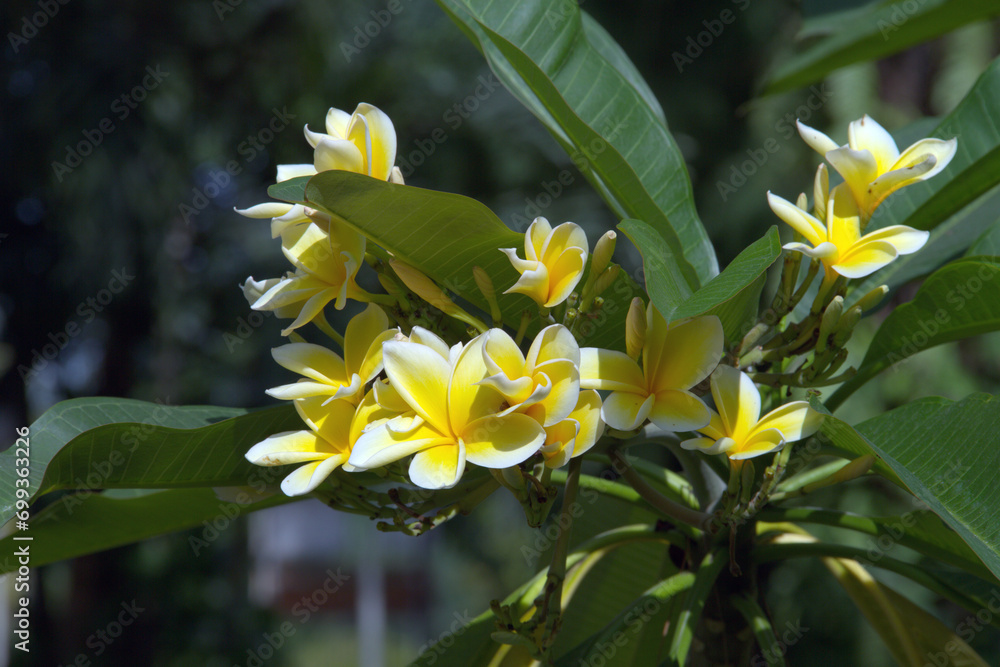 Fototapeta premium Yellow frangipani flower in the morning 