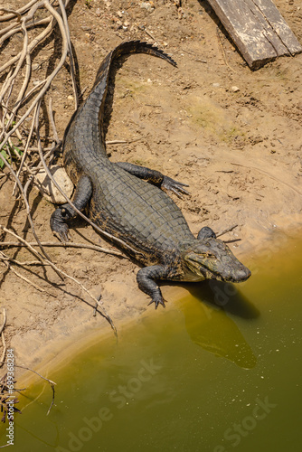 Jacar   na cidade de Corumb    regi  o do Pantanal Sul  Estado do Mato Grosso do Sul  Brasil