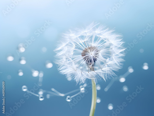 dandelion flower in studio background, single dandelion flower, Beautiful flower images