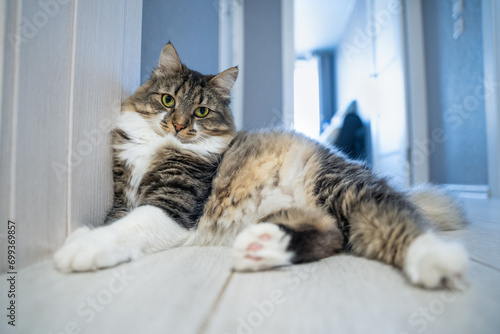Slika na platnu Close-up of gray fluffy cat brazenly sprawled on the floor, lies gracefully spreading its paws, resting, looking with mute reproach