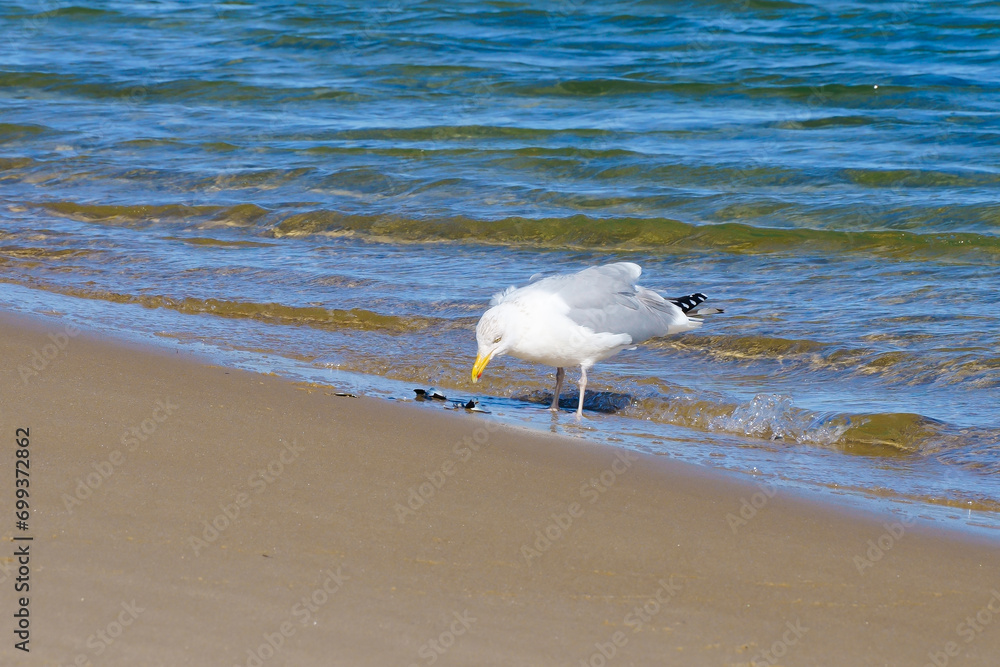Seagull on Lighthouse beach Cape Cod MA USA Seagull on Lighthouse beach Cape Cod MA USA