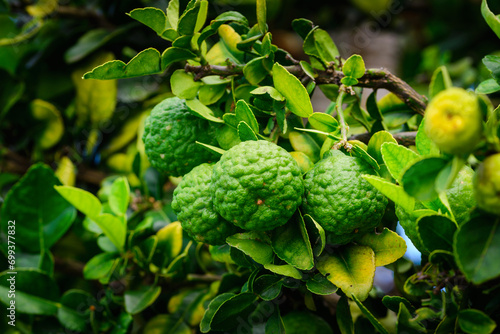 Combava fruit on tree with leaves photo