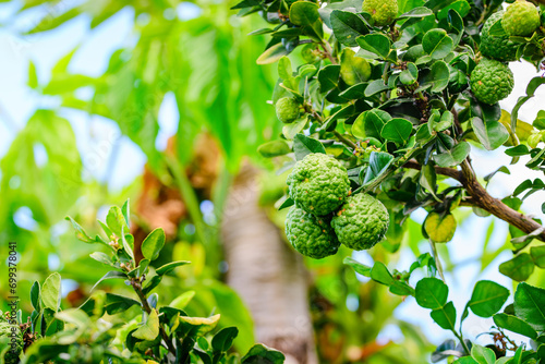 Combava fruit on tree with leaves