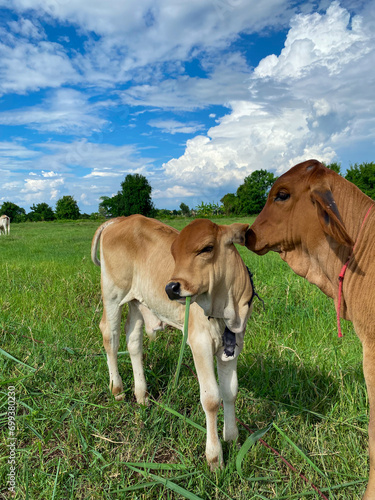 cows in the field © KEATTIPOOM