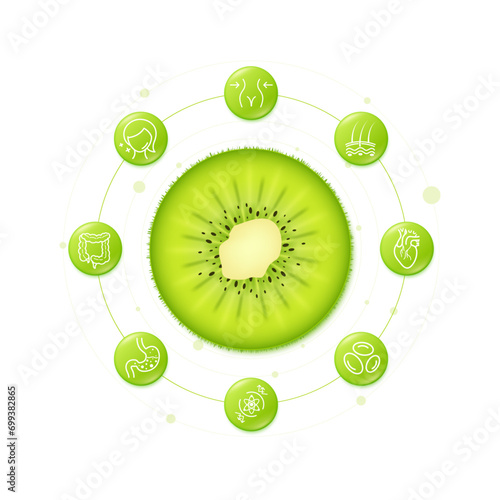 Green kiwi slice fruits rich in vitamins minerals from natural. High vitamin C collagen with fiber beta carotene essential to the health skin care body. Antioxidants digestive system. Vector EPS10.
