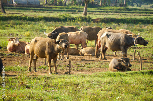 Fototapeta Naklejka Na Ścianę i Meble -  A herd of Indonesian domestic buffalo in a grassland