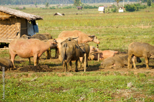 A herd of Indonesian domestic buffalo in a grassland