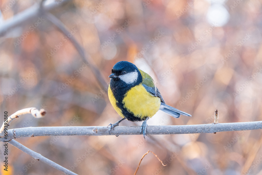Fototapeta premium Cute bird Great tit, songbird sitting on a branch without leaves in the autumn or winter.