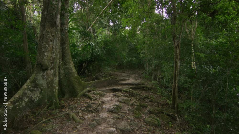 Exploring beautiful thick rain forest - wide shot