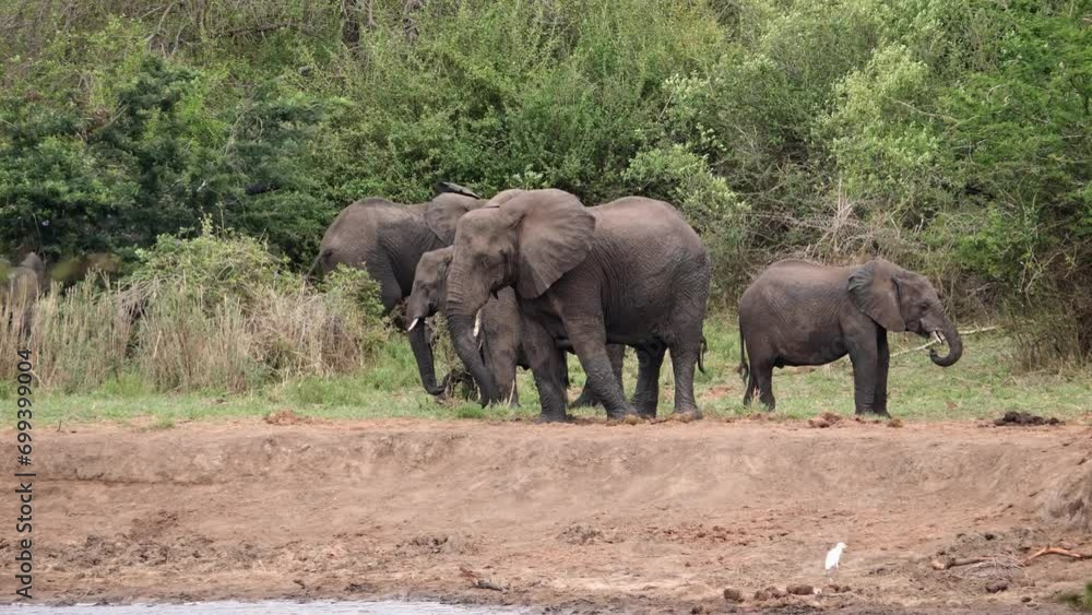 African elephants of various ages gather along the bank African elephants of various ages gather along the bank