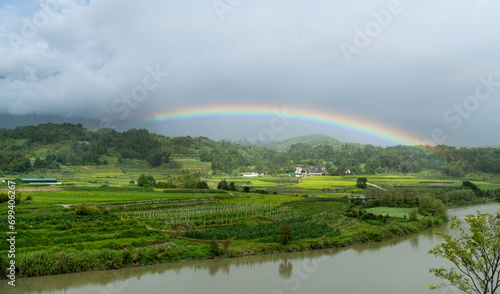 Rainbow over green rice field